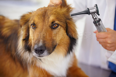 Buy stock photo Hands of doctor, ear test or dog at veterinary clinic for animal healthcare checkup inspection or nursing. Nurse, hearing or sick rough collie pet or rescue puppy in medical examination for help 