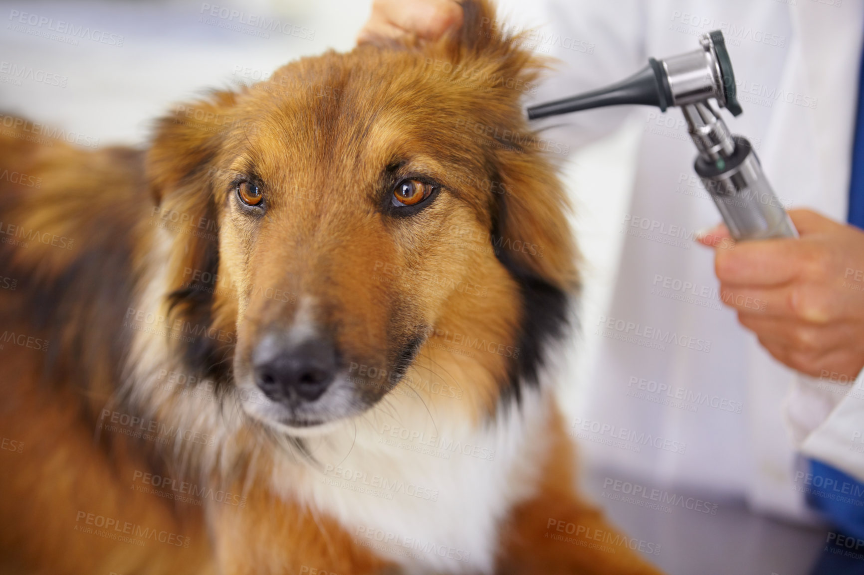 Buy stock photo Hands of doctor, ear test or dog at veterinary clinic for animal healthcare checkup inspection or nursing. Nurse, hearing or sick rough collie pet or rescue puppy in medical examination for help 