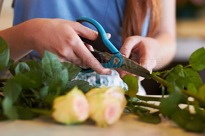 Buy stock photo Woman, flowers and hands with scissors for stem growth, cut roses and florist service in retail shop. Closeup, female person and pruning plants for work in floral store, small business and startup