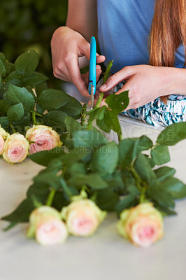 Buy stock photo High angle shot of a florist's hands trimming leaves off of rose stems