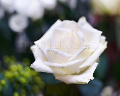 Buy stock photo A close-up photo of a fresh white rose