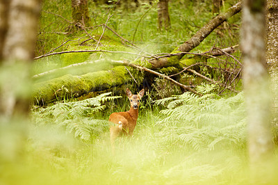 Buy stock photo Nature, spring and environment with deer in forest for wildlife, summer and hunting. Newborn, wilderness and fauna with animal in grass field of woods for peaceful, meadow and natural ecosystem