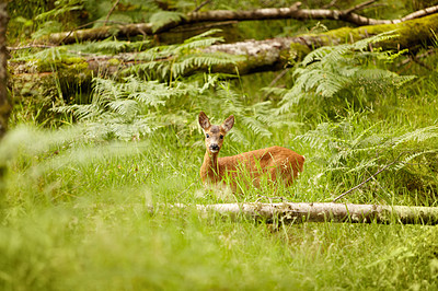 Buy stock photo Nature, baby and environment with deer in forest for wildlife, summer and hunting. Newborn, wilderness and fauna with animal in grass field of woods for peaceful, meadow and natural ecosystem