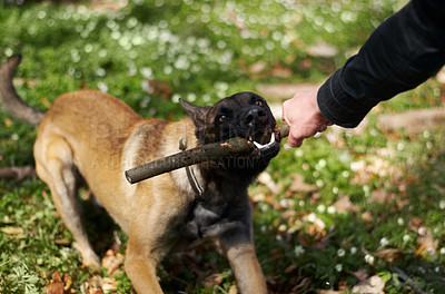 Buy stock photo A strong alsatian pulling a stick with his master