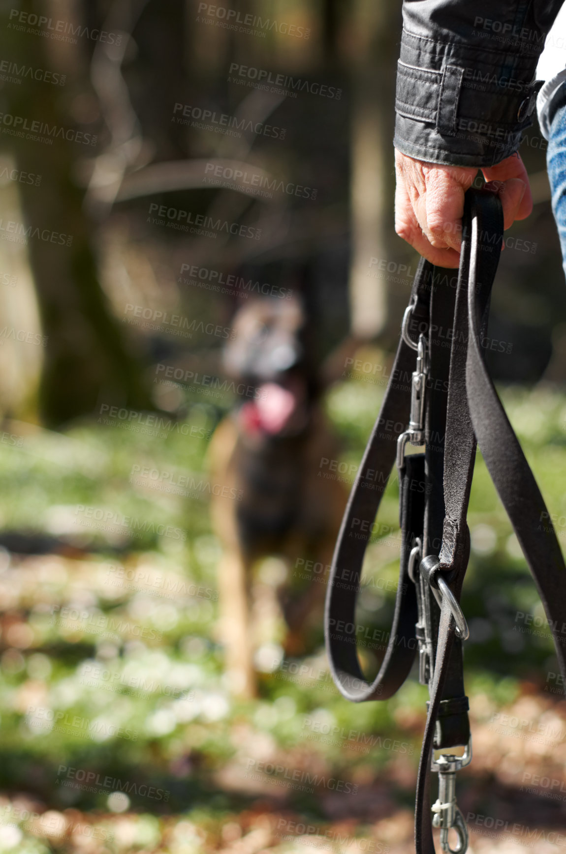 Buy stock photo A closeup of an owner holding a dog's lead