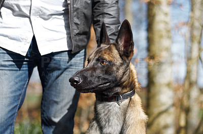 Buy stock photo A dog on alert with it's ears pricked up