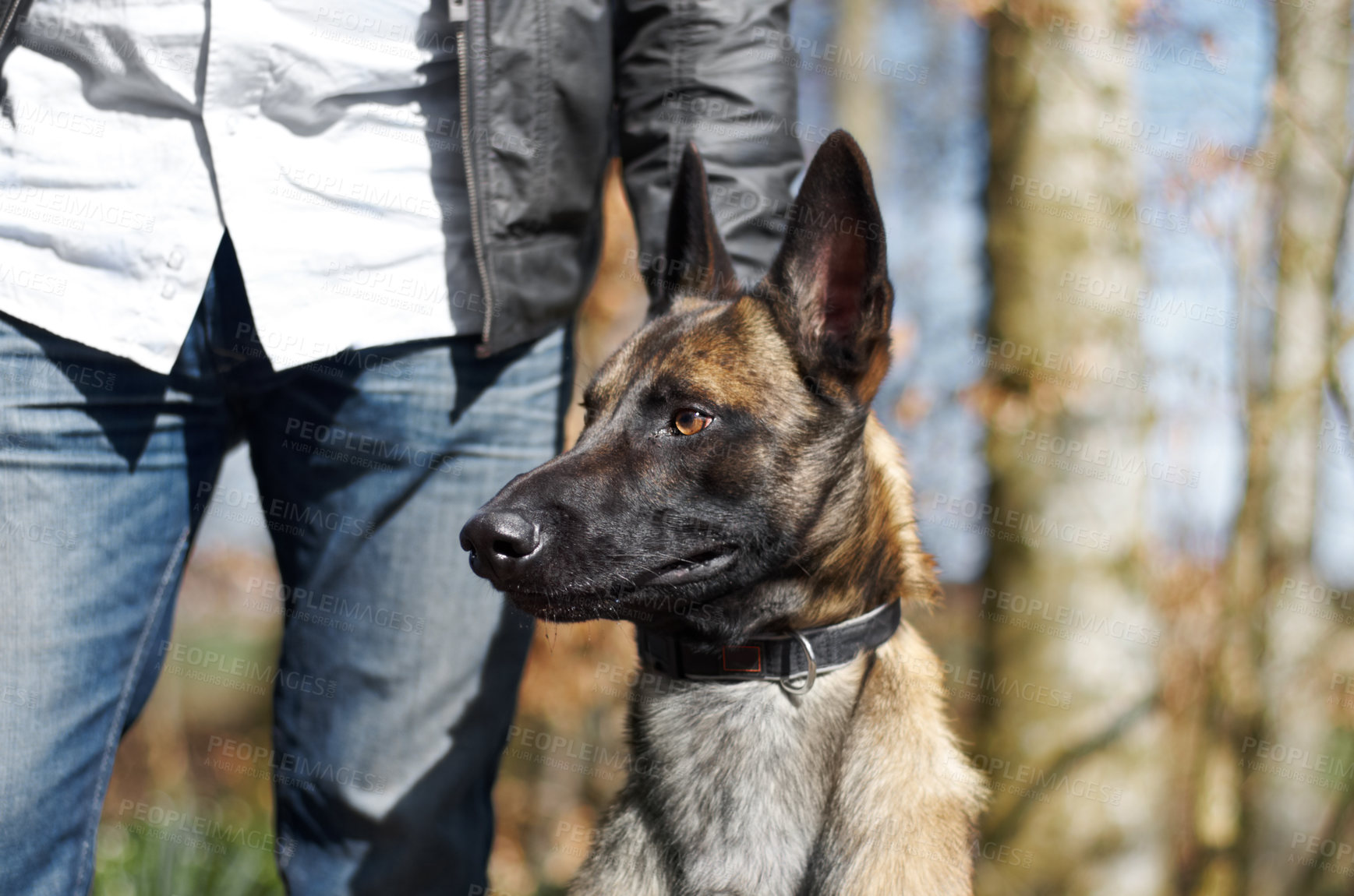 Buy stock photo A dog on alert with it's ears pricked up