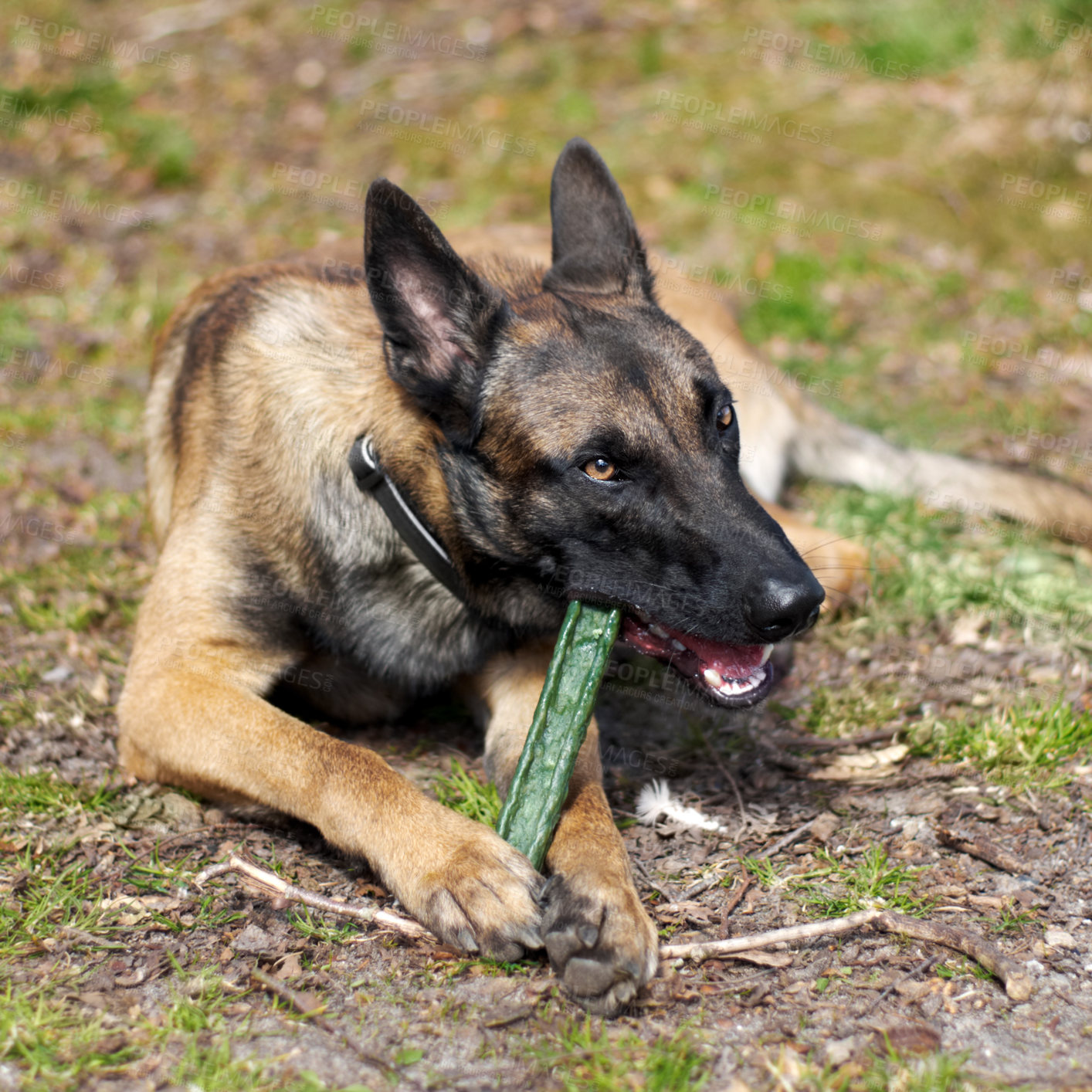 Buy stock photo An alsatian chewing on a stick