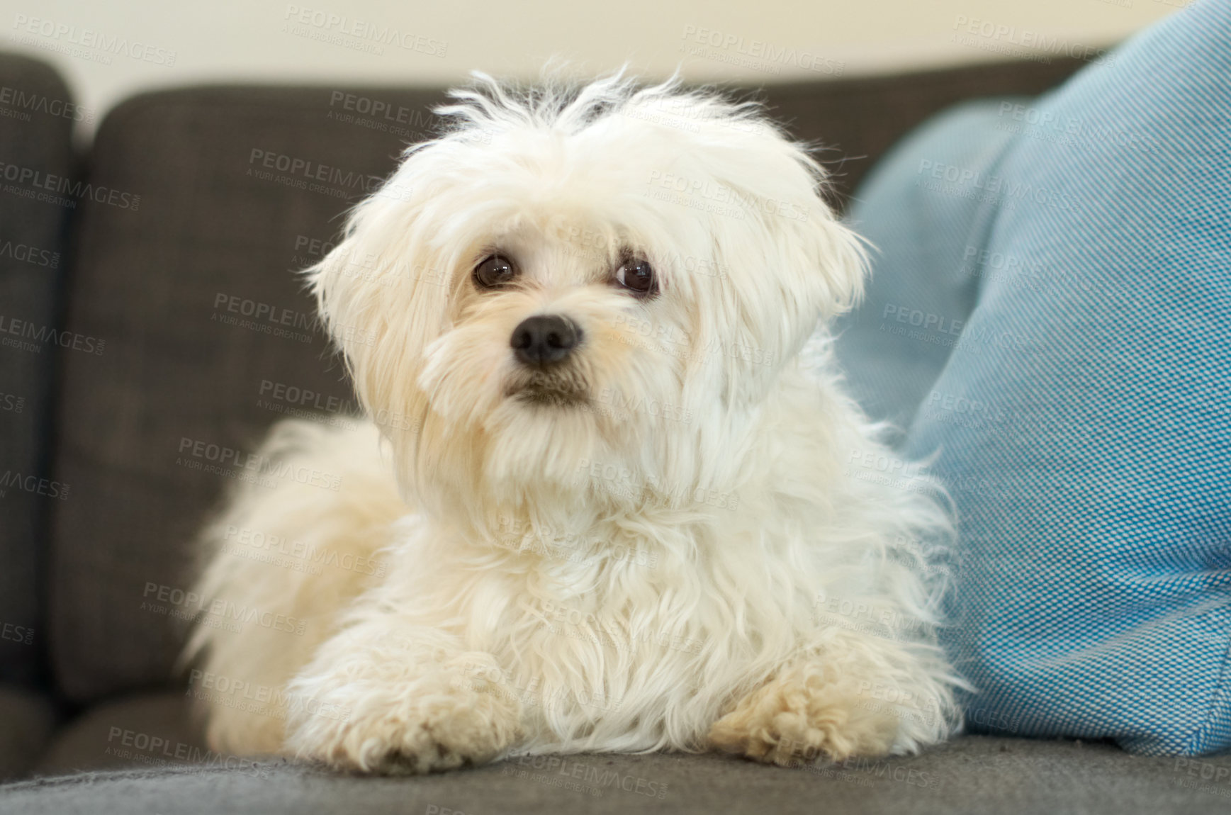 Buy stock photo Poodle, dog sitting on sofa and in living room in the home. Portrait of a white puppy laying Indoors or inside of lounge, love or care for pet and little animal on couch in the house looking relax