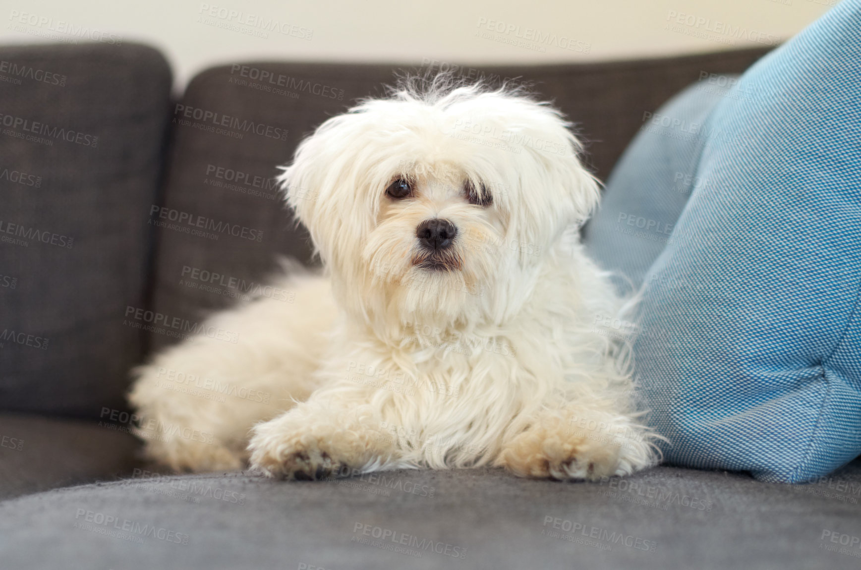 Buy stock photo A fluffy maltese poodle on a couch looking at the camera