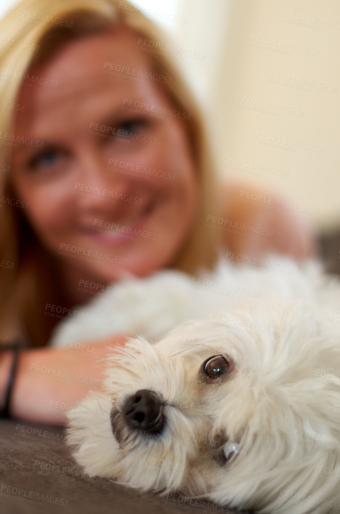 Buy stock photo A woman bonding with her Maltese poodle