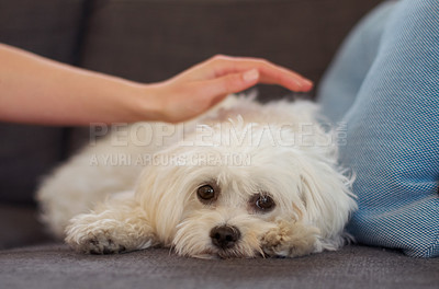 Buy stock photo Maltese poodle, dog and relax on couch with hand, woman and care together with love, bonding or comfort in home. Pet puppy, animal and lying on sofa in living room with calm, quiet and cute in house