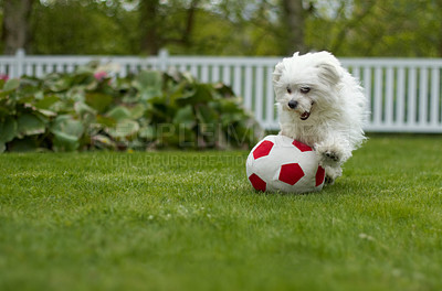 Buy stock photo Excited fluffy poodle playing with a soccer ball in a lush garden