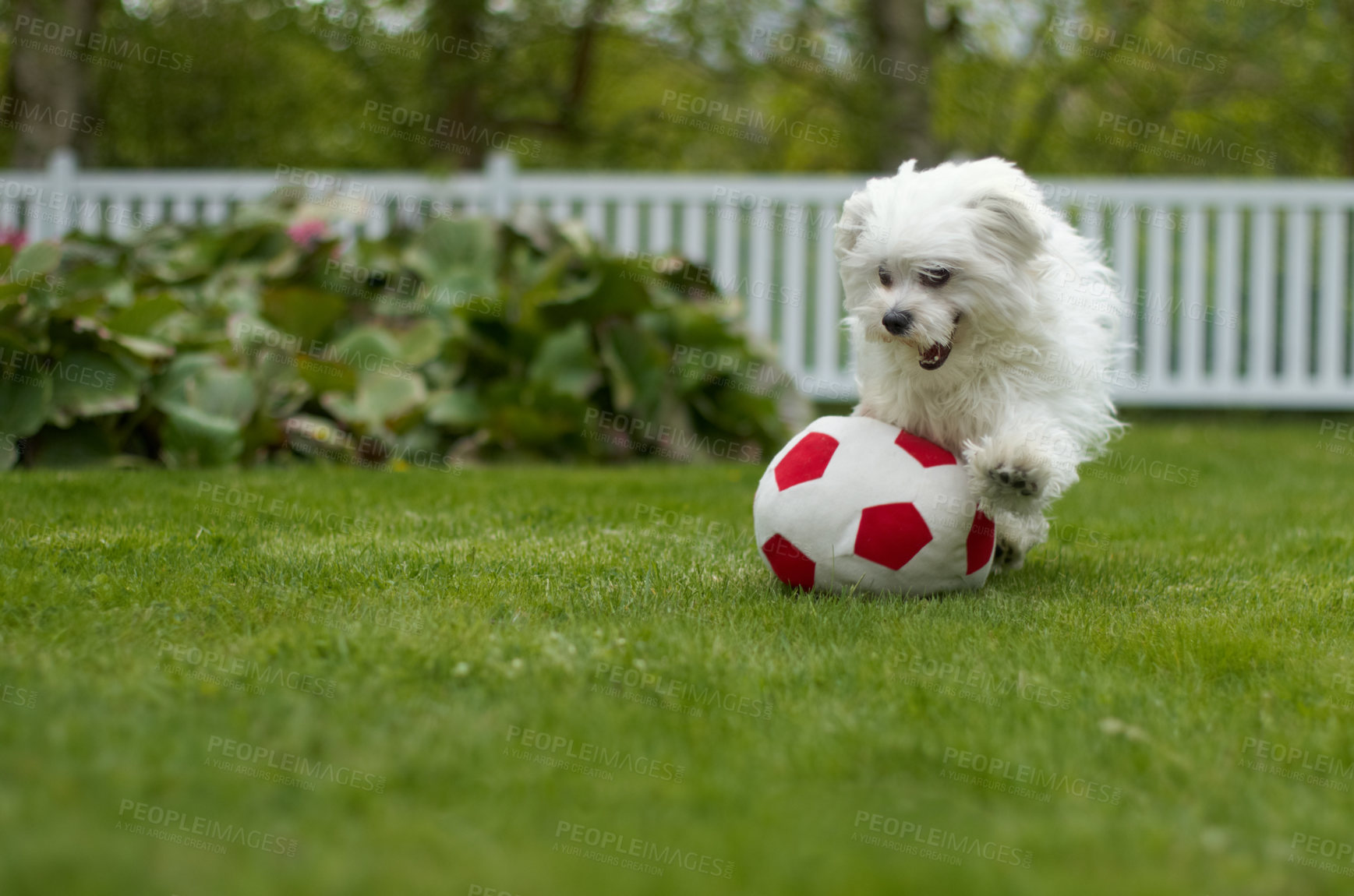 Buy stock photo Excited fluffy poodle playing with a soccer ball in a lush garden