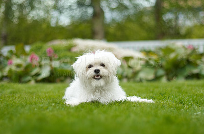 Buy stock photo Adorable image of a fluffy white dog in beautiful green garden