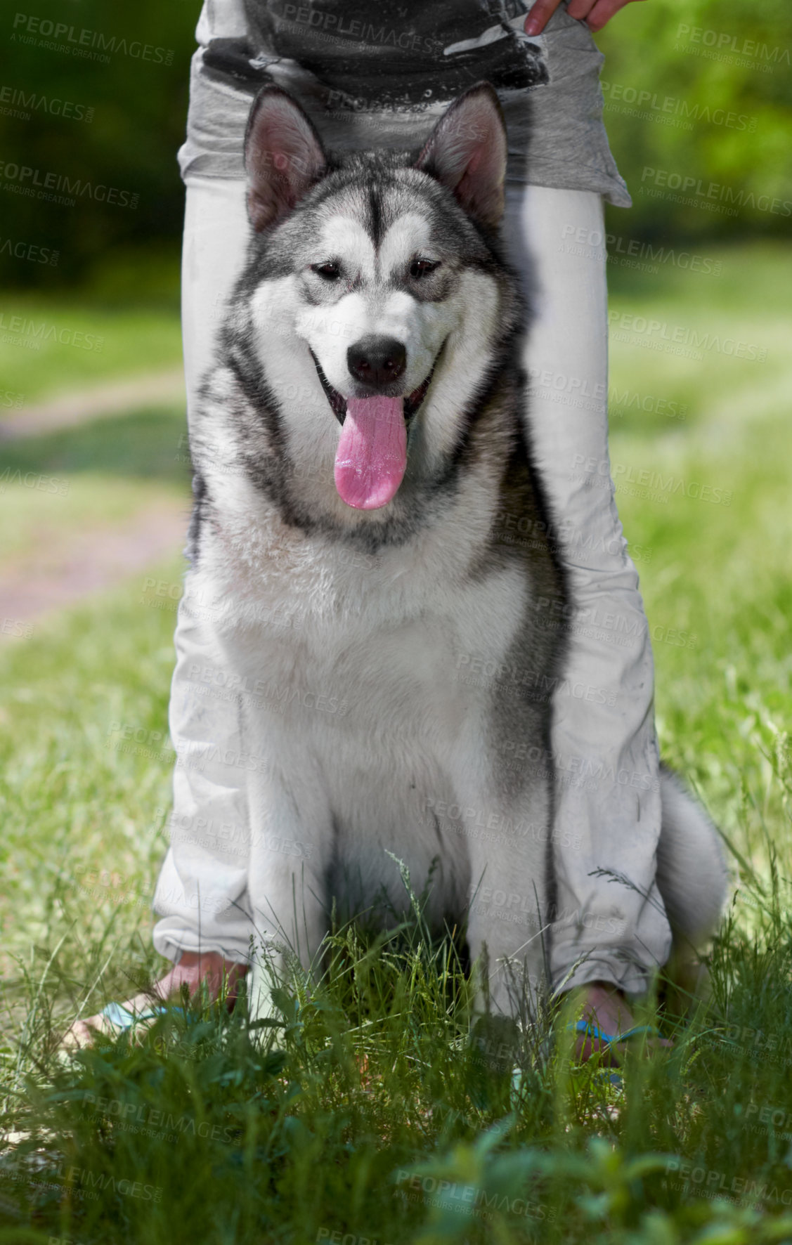 Buy stock photo Portrait, dog and husky at park with owner, sitting on grass and bonding together. Siberian canine, animal and person with pet in nature to relax in summer, care and enjoying quality time outdoor.