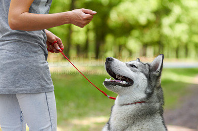 Buy stock photo Cropped shot of a husky being trained by his owner in the park