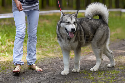 Buy stock photo A robust husky out for a walk through the park on a lead