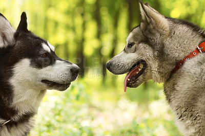 Buy stock photo Two huskies getting acquainted with one another while in the park - Animal life