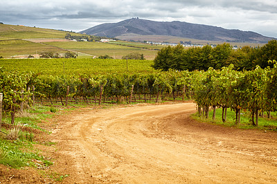 Buy stock photo Farm, agriculture and sustainability with a dirt road through crops in nature for growing wine making grapes. Landscape, spring and growth in the countryside for the production of alcohol with a view