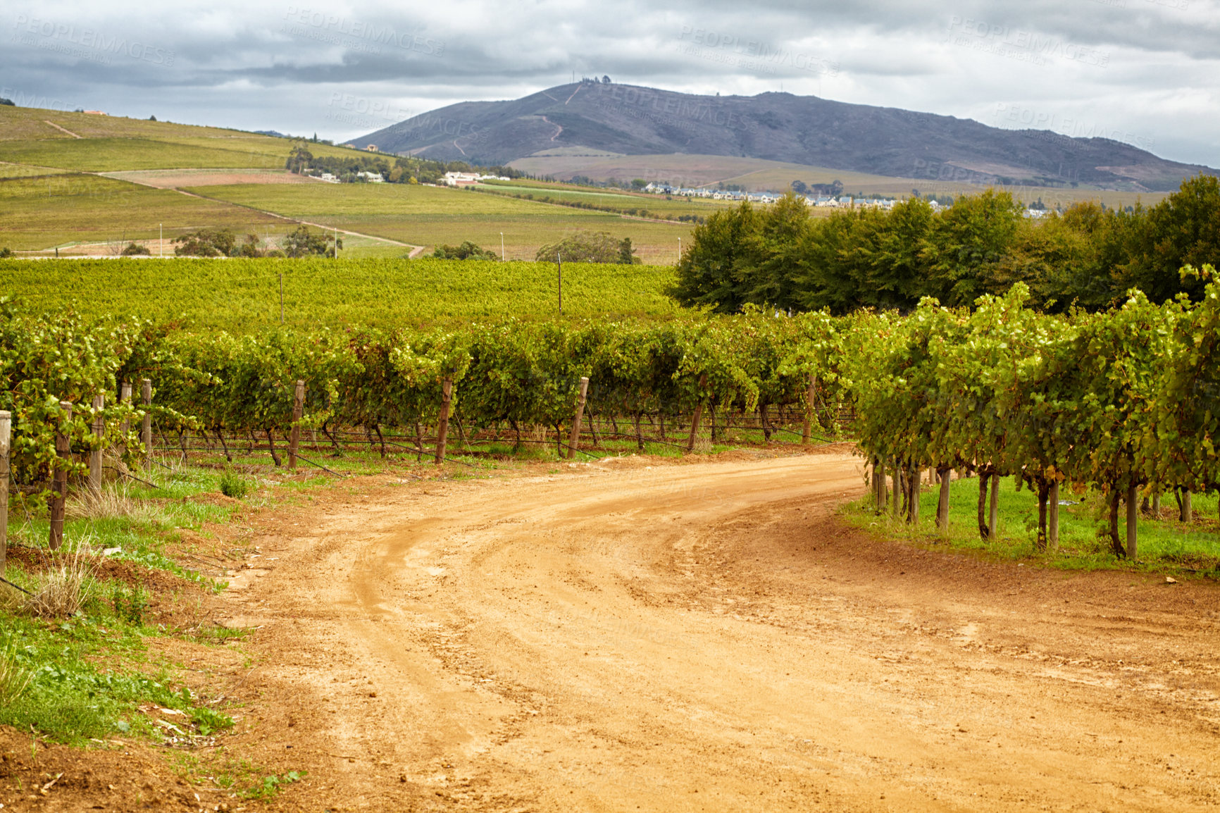 Buy stock photo Farm, agriculture and sustainability with a dirt road through crops in nature for growing wine making grapes. Landscape, spring and growth in the countryside for the production of alcohol with a view