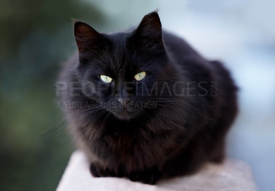 Buy stock photo A black cat looking at you