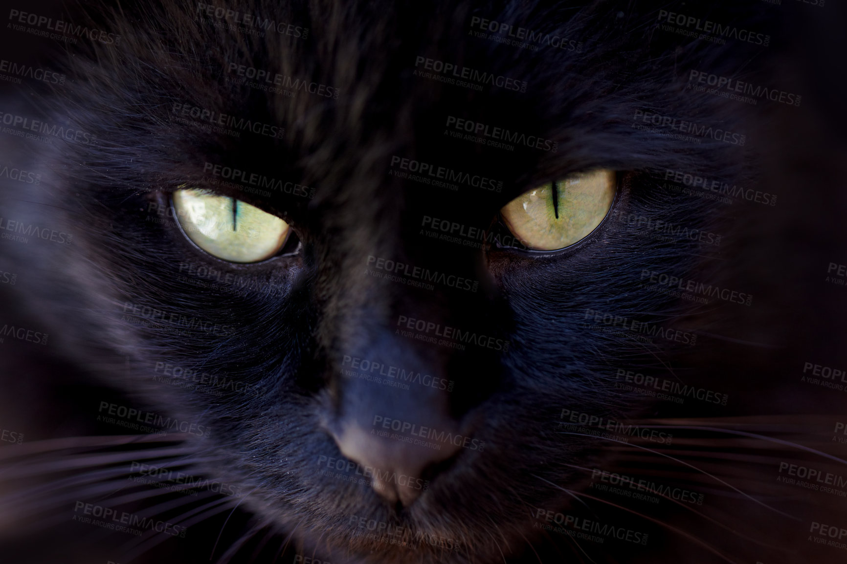 Buy stock photo Portrait, superstition and the eyes of a black cat closeup for bad luck as a symbol of spooky fear. Face, pet or animal with dark fur looking cute or adorable as a feline mammal for magic or mystery