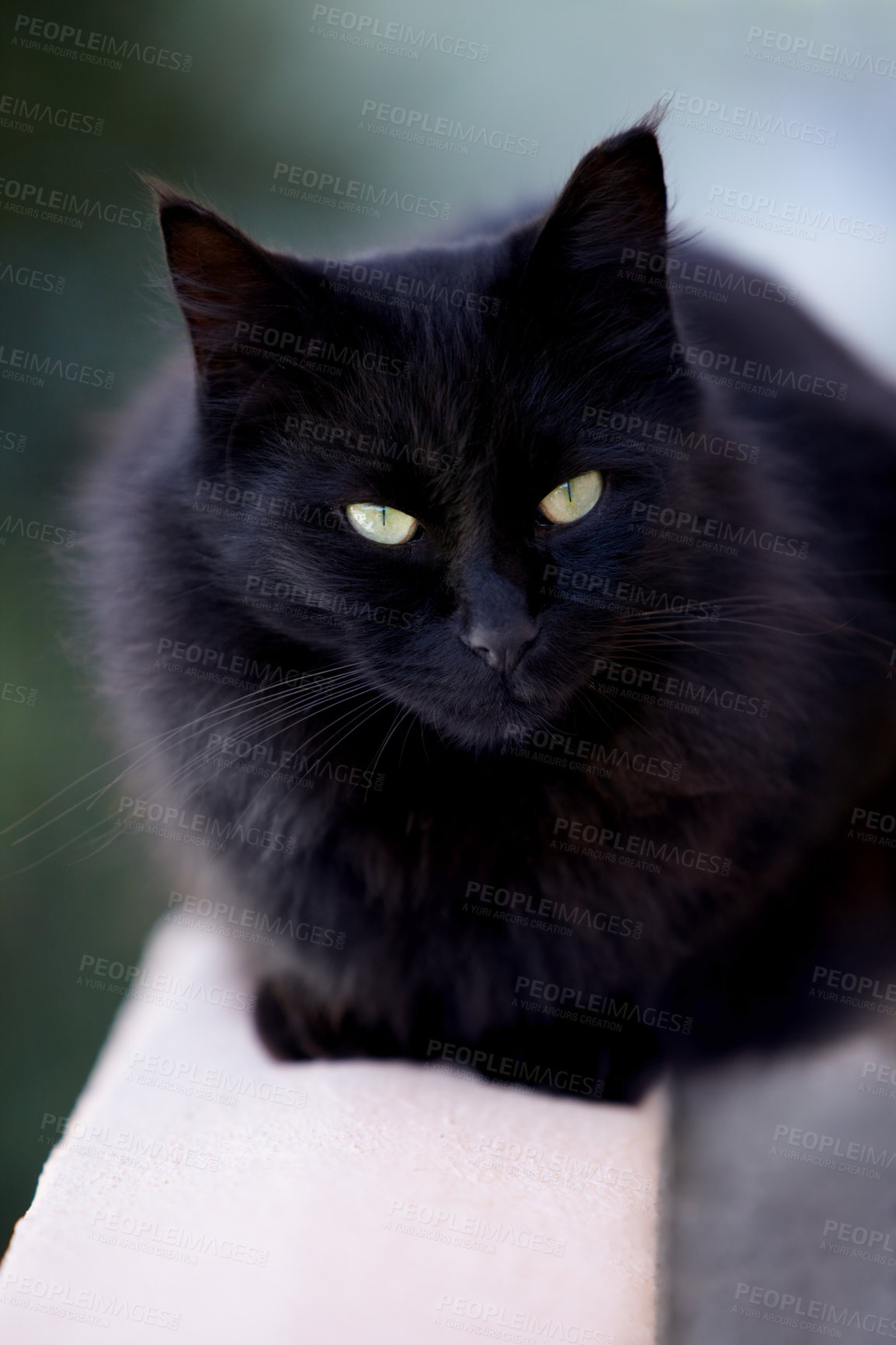 Buy stock photo Magic, superstition or bad luck and a black cat closeup with yellow eyes as a domestic animal. Face, kitten or pet and a feline with dark fur looking curious or lazy as a symbol of fear and danger