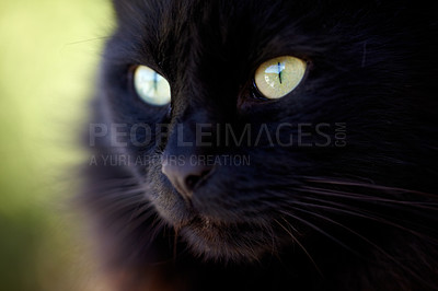 Buy stock photo Zoom, face and black cat with serious look for animal view and green eyes outside. Fuzzy, soft and kitten closeup of small curious head with feline and purebred pedigree and adorable pet in garden