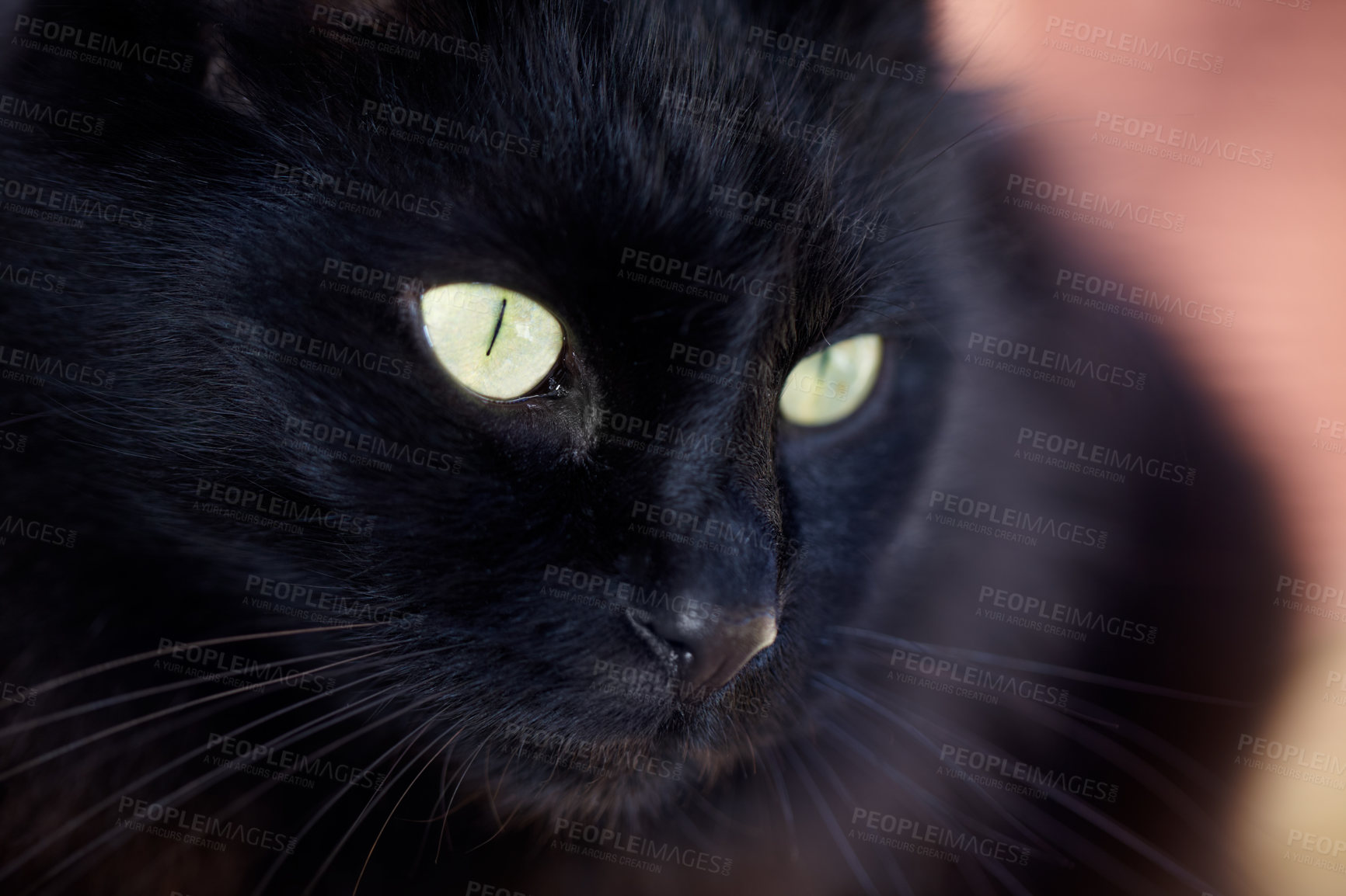 Buy stock photo Face, superstition or bad luck and a black cat closeup with yellow eyes as a domestic animal. Magic, kitten or pet and a feline with dark fur looking curious or lazy as a symbol of fear and danger