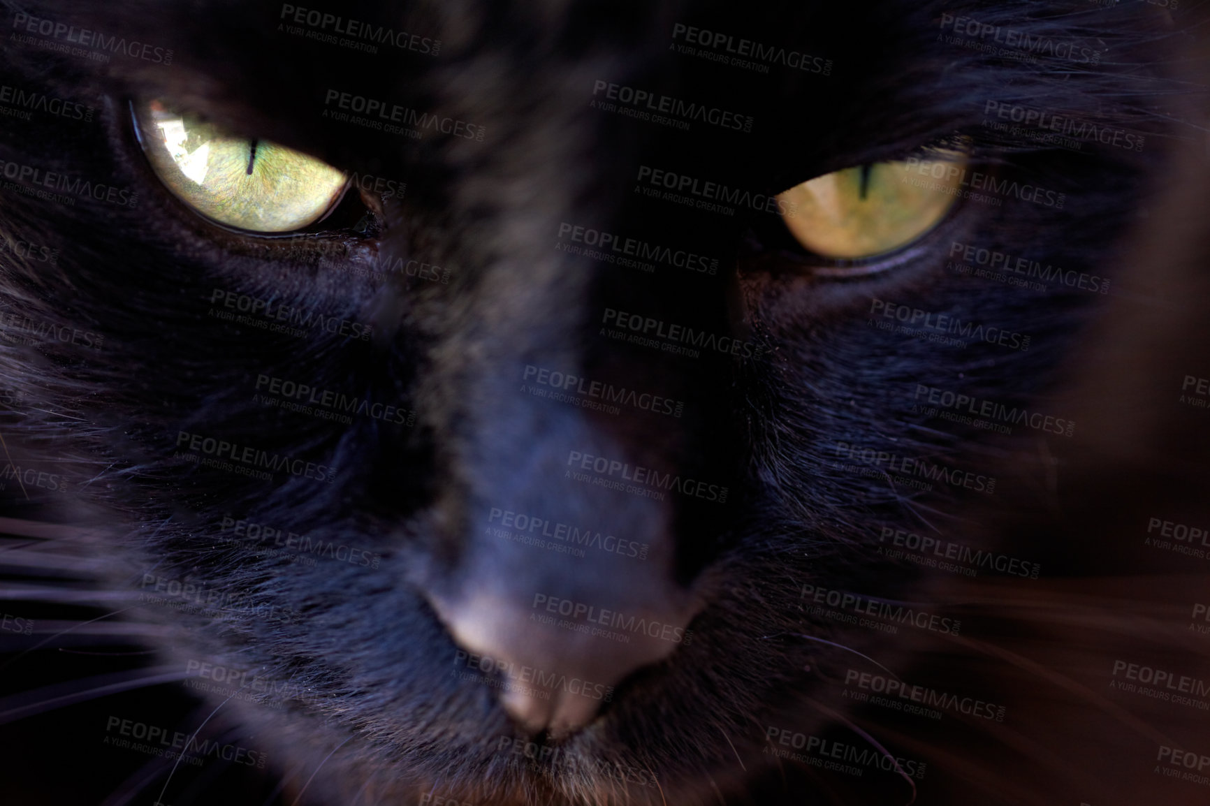 Buy stock photo Closeup, portrait and black cat with serious face for animal view and sppoky green eyes inside. Fuzzy, soft and kitty zoom of small kitten head with feline and purebred pedigree and adorable pet 
