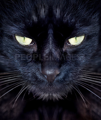 Buy stock photo Cropped view of a black cat looking at you