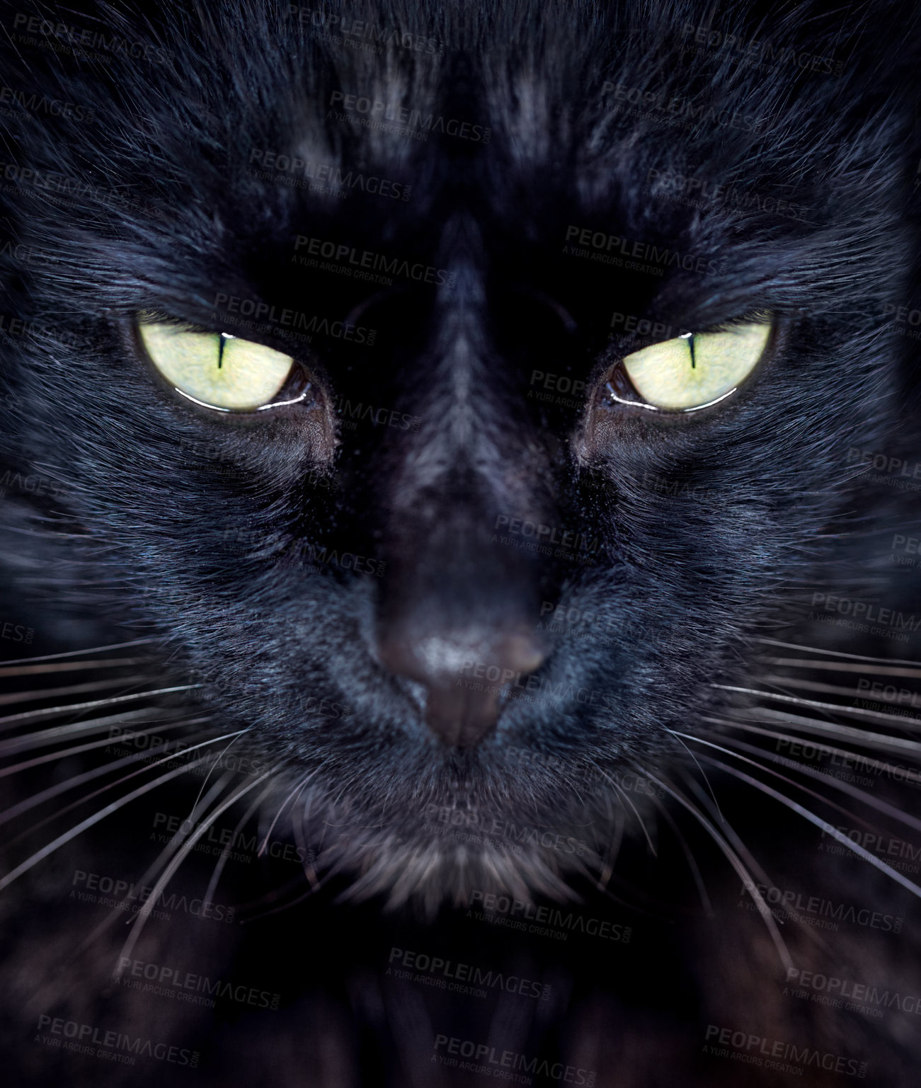 Buy stock photo Cropped view of a black cat looking at you