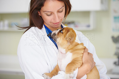 Buy stock photo A young female vet looking at the canine lovingly