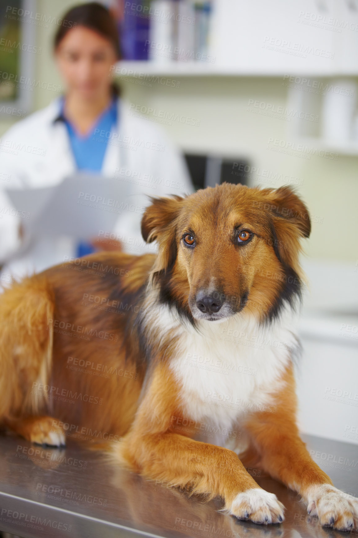 Buy stock photo Picture of a sad looking canine sitting on the vet's check-up table
