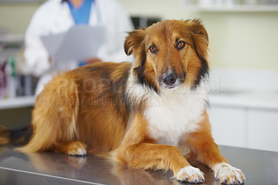 Buy stock photo Vet clinic portrait, relax and dog for medical help, wellness healing services or healthcare support, visit or assessment. Veterinary, pet exam test and K9 on table for hospital veterinarian checkup