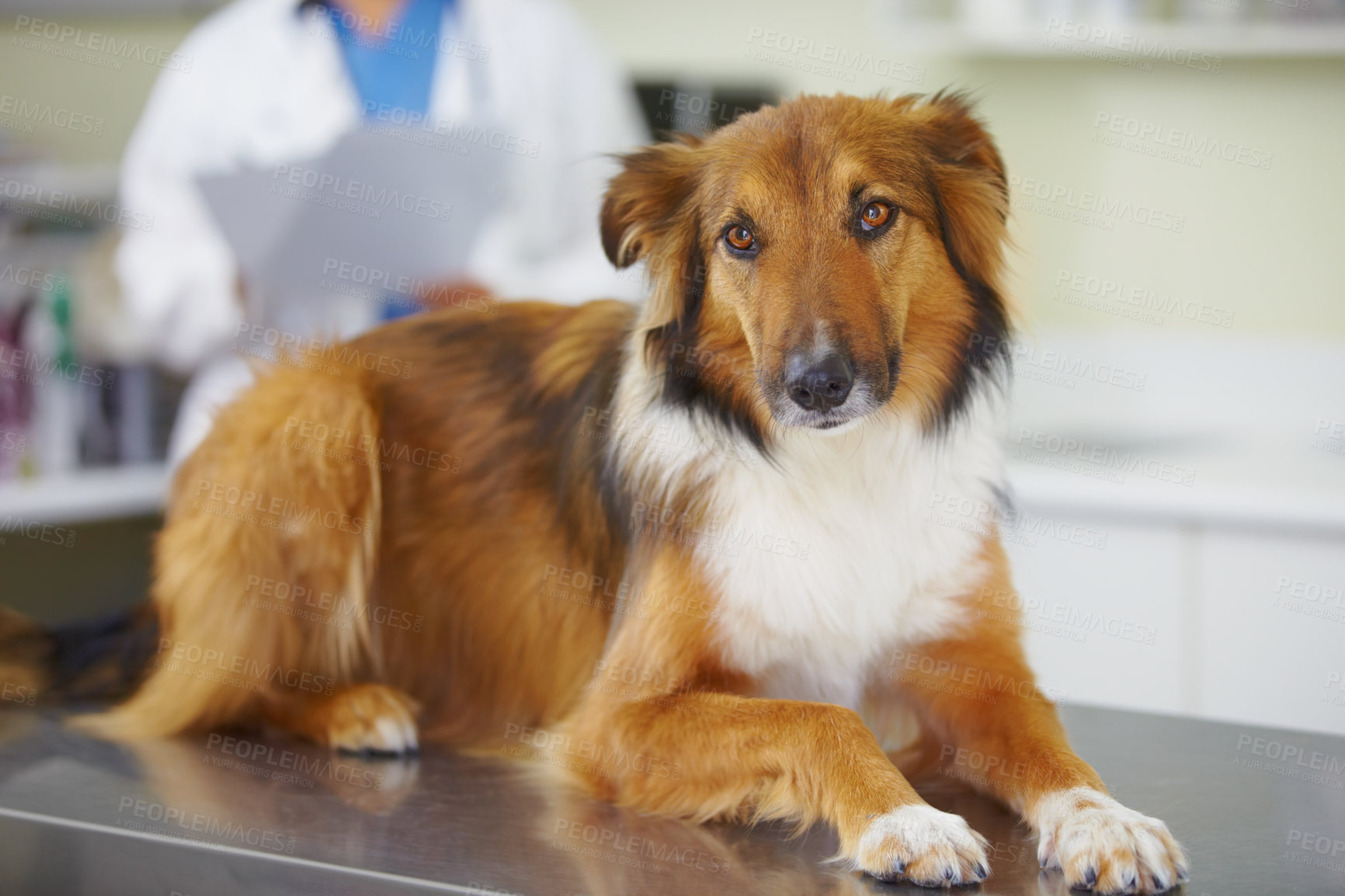 Buy stock photo Vet clinic portrait, relax and dog for medical help, wellness healing services or healthcare support, visit or assessment. Veterinary, pet exam test and K9 on table for hospital veterinarian checkup