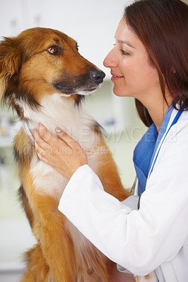Buy stock photo Vet clinic, dog and happy woman for medical help, wellness healing services or fur assessment check for healthcare support. Animal nursing, veterinary test exam or hospital veterinarian checkup of K9