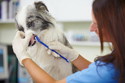 Buy stock photo A female vet checking the teeth of a very unimpressed canine