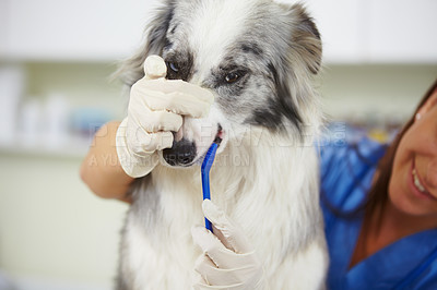 Buy stock photo Vet, dog and person cleaning tooth for pet medical help, wellness healing services or healthcare maintenance support. Dental care, veterinary or veterinarian brushing teeth for animal oral protection