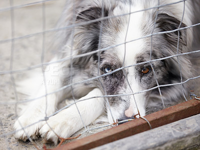 Buy stock photo Animal shelter, fence and sad dog in sanctuary waiting for adoption, foster care and rescue. Pets, cage and portrait, face or closeup of unhappy canine or puppy in charity pound, welfare or kennel
