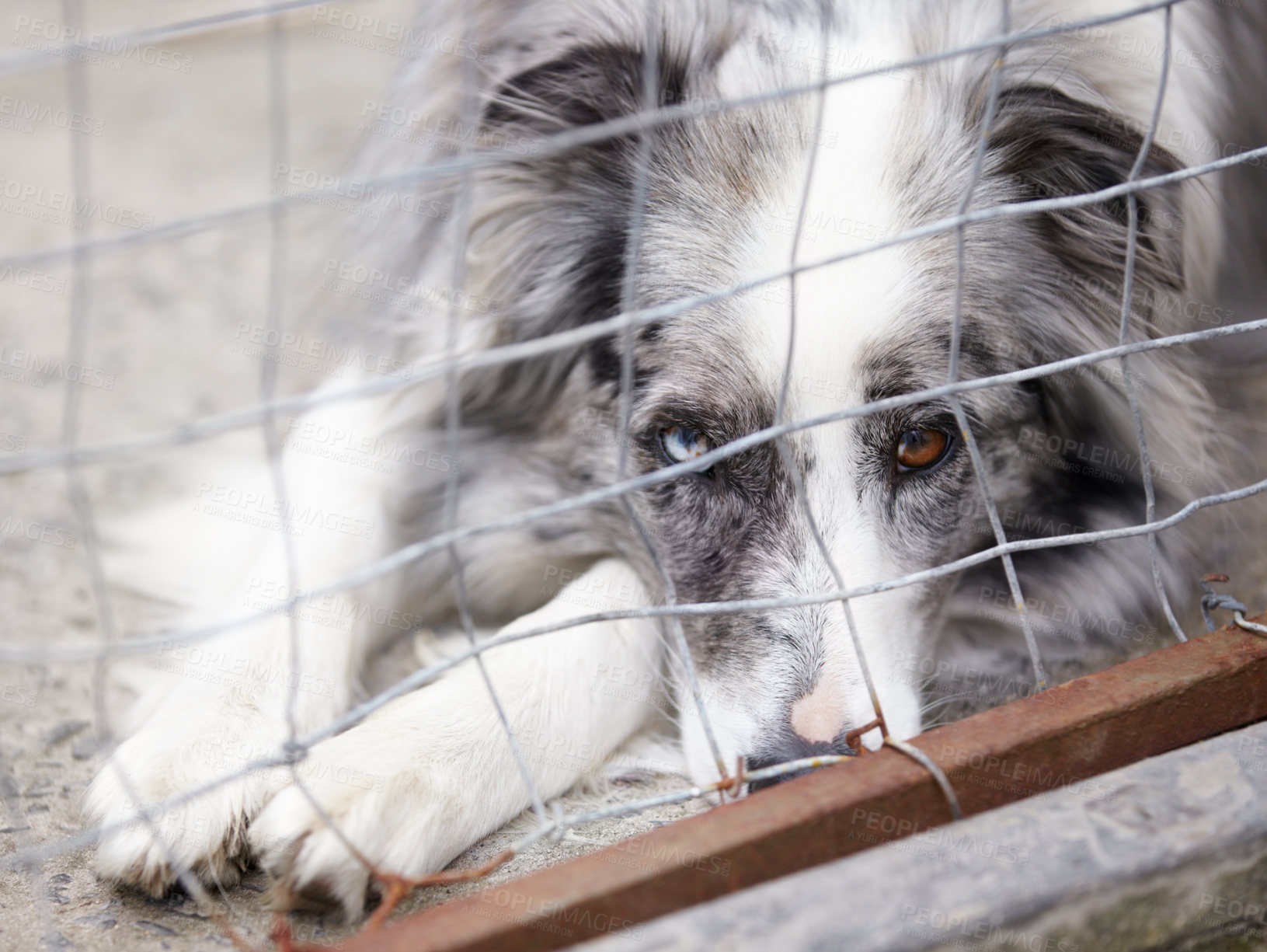 Buy stock photo Animal shelter, fence and sad dog in sanctuary waiting for adoption, foster care and rescue. Pets, cage and portrait, face or closeup of unhappy canine or puppy in charity pound, welfare or kennel