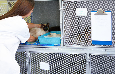 Buy stock photo A female vet carefully putting a Siamese cat patient into it's cage