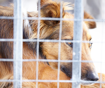 Buy stock photo Animal shelter, cage and sad dog in sanctuary waiting for adoption, foster care and rescue. Pets, homeless and closeup of unhappy canine, German shepherd or puppy in charity, welfare and ngo kennel