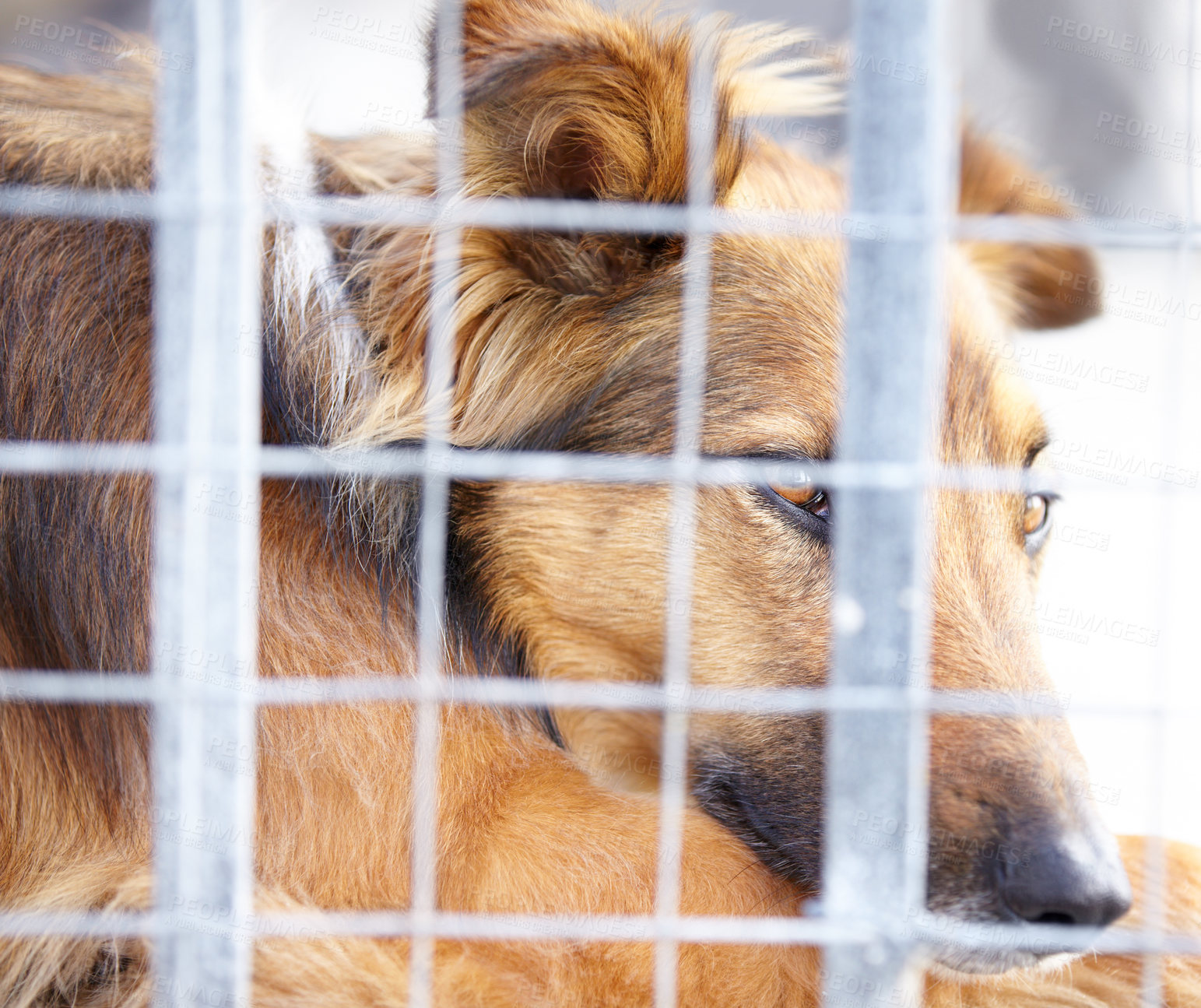 Buy stock photo Animal shelter, cage and sad dog in sanctuary waiting for adoption, foster care and rescue. Pets, homeless and closeup of unhappy canine, German shepherd or puppy in charity, welfare and ngo kennel