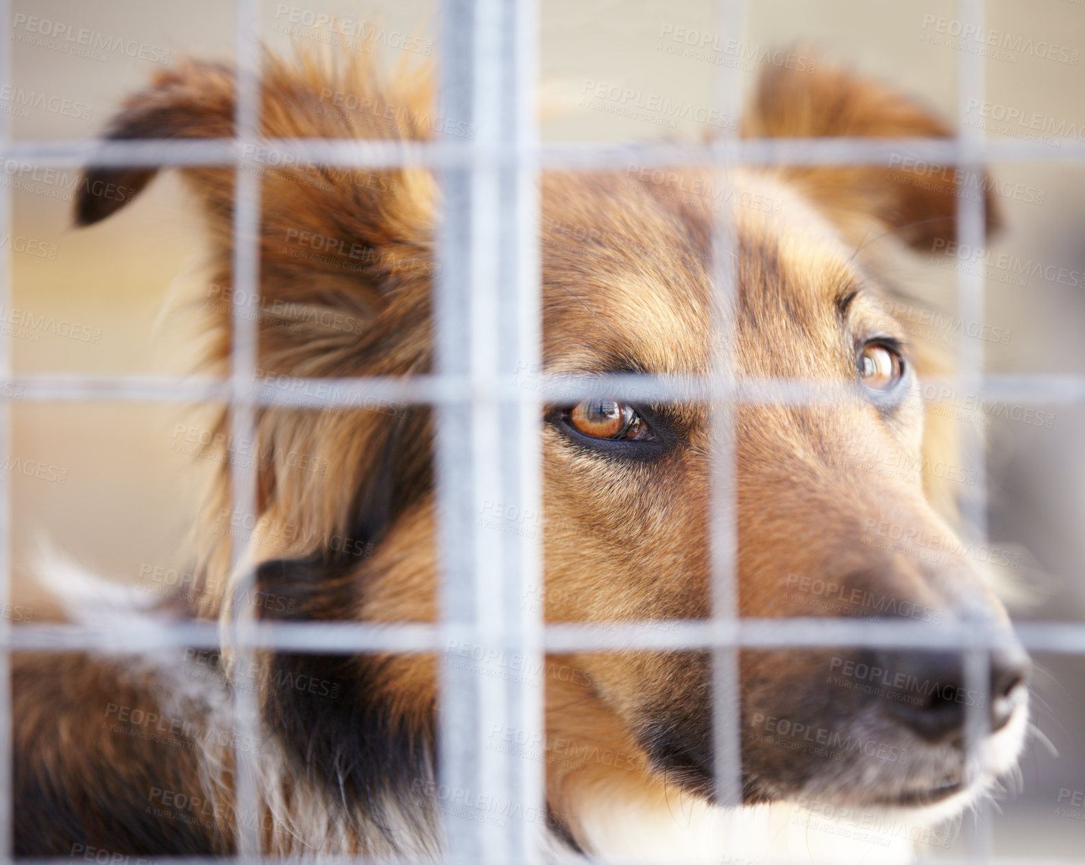 Buy stock photo A dog confined in a cage at the pound