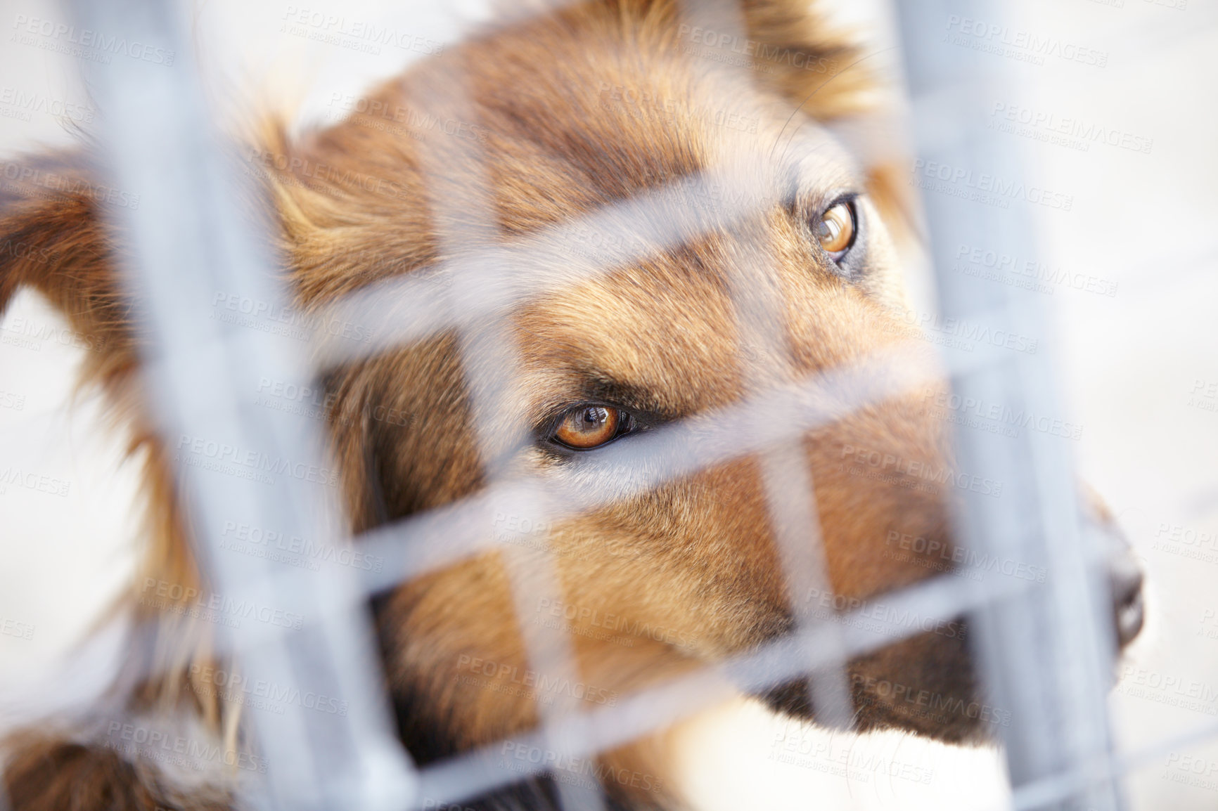 Buy stock photo Fence, shelter and sad dog in sanctuary waiting for adoption, foster care and rescue. Pets, depressed and face portrait of unhappy canine, animal or puppy in charity pound, welfare and kennel