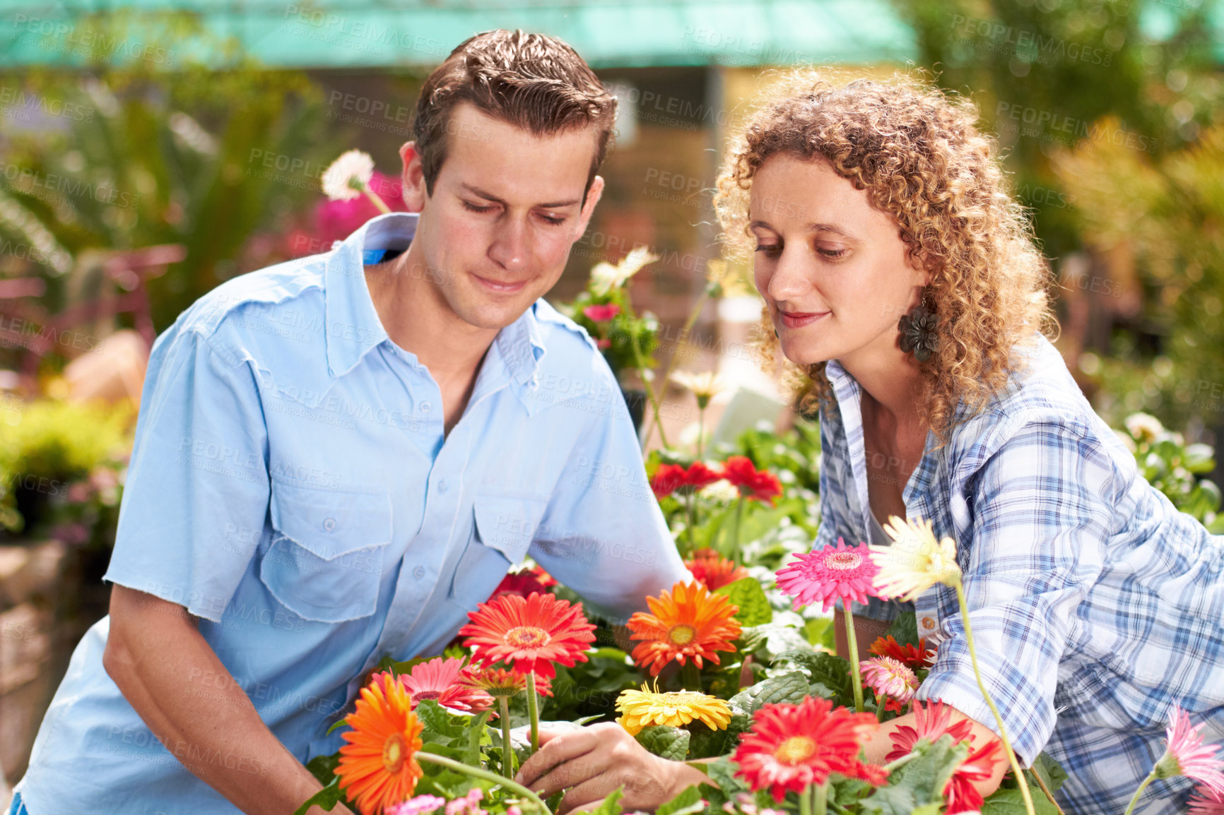 Buy stock photo Garden, greenhouse flower and couple with plant shopping and choice with gardening. Floral, spring sale and woman with a man together with daisies purchase for backyard with a smile at outdoor shop