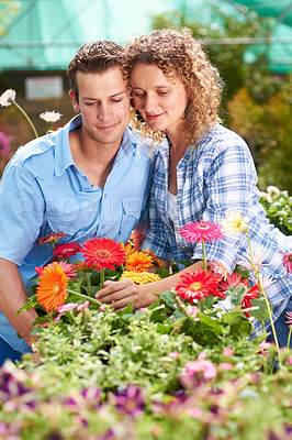 Buy stock photo Garden love, greenhouse flower and couple with plant shopping and choice with gardening. Floral, spring sale and woman with a man together with daisies purchase for backyard with a smile at shop