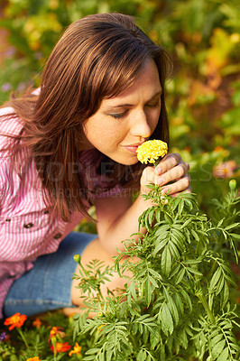 Buy stock photo Cropped shot of a woman smelling a yellow flower